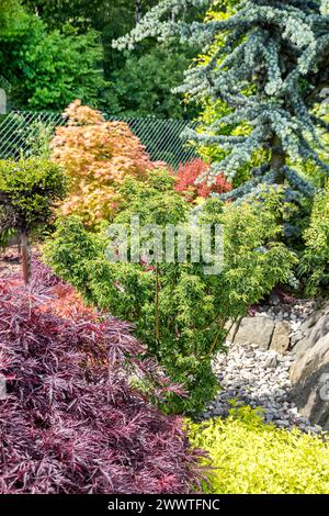 Érable Palmatate, érable japonais lisse (Acer palmatum 'Shishigashira', Acer palmatum Shishigashira), habitus du cultivar Shishigashira Banque D'Images