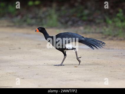 Curassow à bec rouge (Crax blumenbachii), mâle marchant sur le sol - espèces menacées, Brésil Banque D'Images