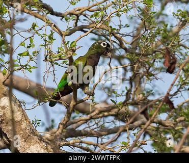 Perroquet à tête écailleuse (Pionus maximiliani), adulte perché dans un arbre, Brésil, Pantanal Banque D'Images