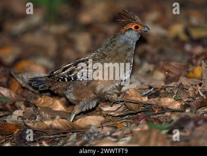 Caille de bois à ailettes ponctuelles (Odontophorus capueira), marchant sur le sol de la forêt, Brésil Banque D'Images