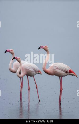 Greater Flamingo /Phoenicopterus ruber) groupe de trois adultes debout sur des eaux peu profondes pendant une pluie.réserve naturelle de la lagune de Fuente de Piedra, Mál Banque D'Images