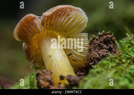 Russula flavida jaune, un champignon, poussant au milieu de la mousse dans la forêt du nord de la Californie. Banque D'Images