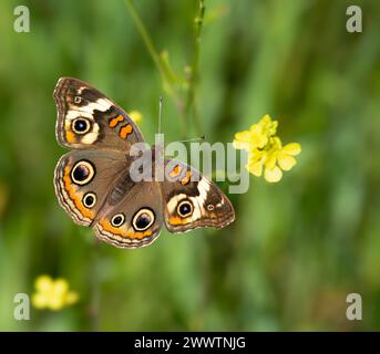 Papillon Buckeye commun (Junonia coenia) se nourrissant de fleurs sauvages jaunes, ailes grandes ouvertes, par un jour ensoleillé de printemps. Gros plan. Banque D'Images