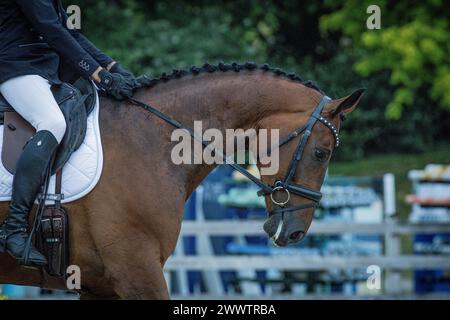Superbe homme Fritzi à un spectacle de dressage local, remportant le championnat. L'étoile olympique qui arrive Banque D'Images