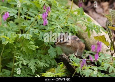 Ce superbe chipmunk, sortant des fleurs Banque D'Images