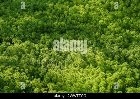 Myriophyllum spicatum/aquaticum dans un étang Banque D'Images