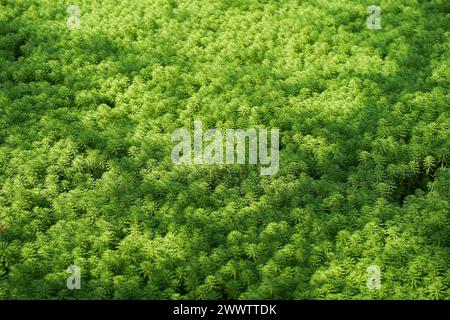 Myriophyllum spicatum/aquaticum dans un étang Banque D'Images