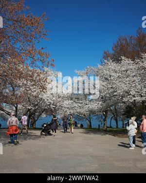 Les cerisiers fleurissent à leur apogée près du Tidal Basin lors du National Cherry Blossom Festival 2024 de Washington DC. Banque D'Images