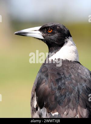Gros plan portrait d'un oiseau magpie australien Banque D'Images