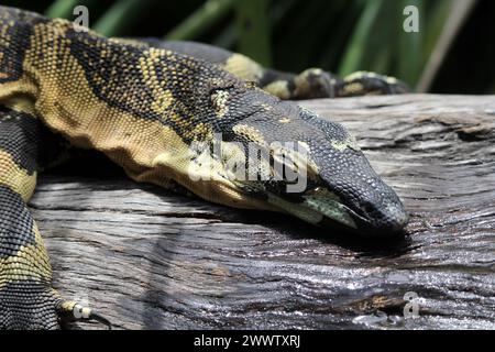 Gros plan portrait d'un reptile lézard moniteur de dentelle assis sur une bûche d'arbre Banque D'Images