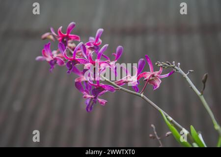 Une photo en gros plan d'une fleur d'orchidée violette vibrante avec un fond doux et gris. Cette image met en valeur les détails délicats des pétales et de l'orchidée Banque D'Images