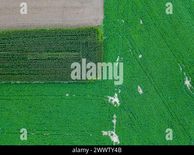 Cette photographie aérienne en gros plan révèle les schémas complexes de différentes plantations dans un champ agricole. La variété des textures et des nuances de vert illustrent la diversité des cultures cultivées côte à côte. L'image capture la structure détaillée de la terre agricole, y compris les rangées de plantes qui créent une tessellation naturelle. Les taches blanches intercalées peuvent être des zones où les cultures sont moins denses ou où l'eau s'est accumulée après la pluie, ajoutant à l'effet de patchwork. Cette vue détaillée d’en haut met en évidence la complexité et la beauté des pratiques agricoles et peut évoquer Banque D'Images