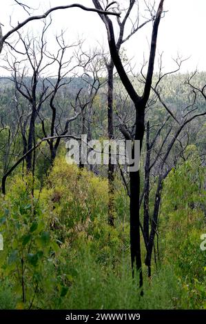 Le parc national de Kinglake a été incendié lors des incendies du samedi noir de 2009. Cette photo a été prise 3 ans plus tard, et montre la nouvelle croissance prolifique. Banque D'Images