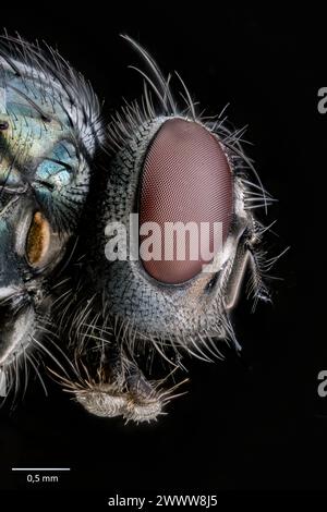 Le visage d'une mouche de maison (Musca domestica). Banque D'Images