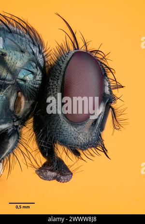 Mouche domestique (Musca domestica). Banque D'Images