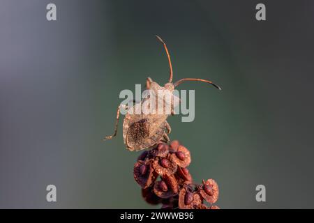 Dock Bug ; Coreus marginatus ; Royaume-Uni Banque D'Images
