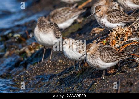 Curlew Sandpiper ; Calidris ferruginea ; Little Stint ; Calidris minuta ; et Dunlin; Calidris alpina ; Cornouailles ; Royaume-Uni Banque D'Images