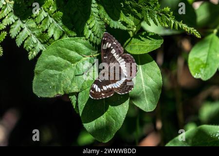 Amiral blanc ; Limenitis camilla ; papillon ; Royaume-Uni Banque D'Images