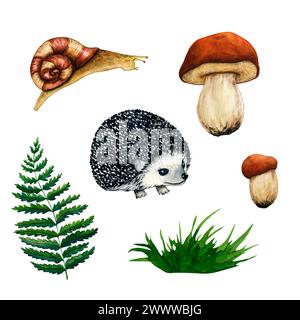 Ensemble d'illustrations de forêt d'aquarelle dessinées à la main. Ensemble de forêt avec champignons, fougère, escargot, hérisson, herbe verte isolé sur fond blanc. Automne Banque D'Images