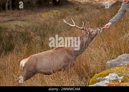 Personne nourrissant le cerf de cerf roux, (Cervus elaphus), Écosse, Highlands écossais, animal, sauvage, étant nourri Banque D'Images