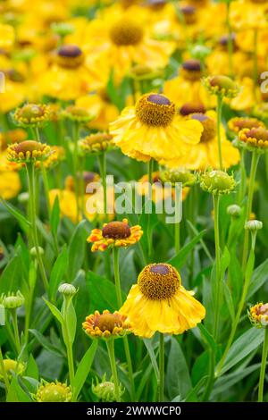 Helenium El Dorado, Sneezeweed El Dorado, fleurs jaune or, cône brun Banque D'Images