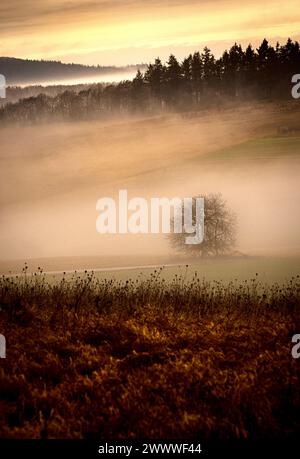 Une photo matinale avec du brouillard et un arbre sans feuilles debout seul dans un champ avec une sensation de humeur changeante. espace libre espace copie bas Banque D'Images