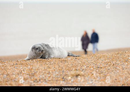 Deux personnes passent devant un chiot phoque gris tout en observant les phoques sur la côte du Norfolk en hiver, au Royaume-Uni Banque D'Images