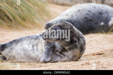 Les petits phoques gris (Halichoerus grypus) dans les dunes de sable sur la plage en hiver. Horsey Gap, Norfolk, Royaume-Uni Banque D'Images