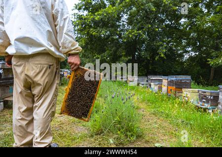Apiculteur tient un cadre de ruche dans le rucher. Photo concept apicole ou apicole. Banque D'Images