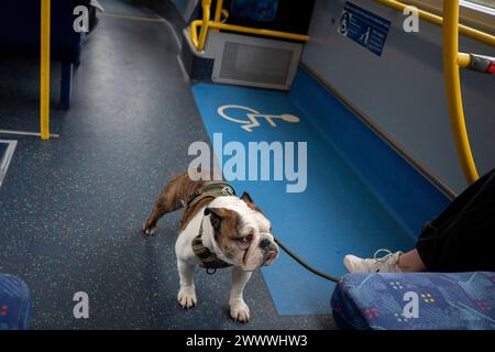 Un bouledogue britannique voyage sur le sol d'un bus tranquille de jour du sud de Londres, le 19 mars 2024, à Londres, en Angleterre. Le bouledogue est une race britannique de chiens de mastiff alias le bouledogue anglais ou bouledogue britannique, pesant généralement entre 18 et 25 kg (40 et 55 lb). Banque D'Images