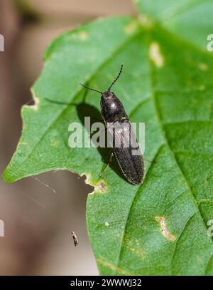 Une photo macro d'un coléoptère noir sur une feuille verte Banque D'Images
