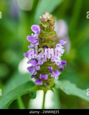 Gros plan d'une fleur en fleurs en mode macro Banque D'Images