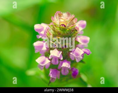 Gros plan d'une fleur en fleurs en mode macro Banque D'Images