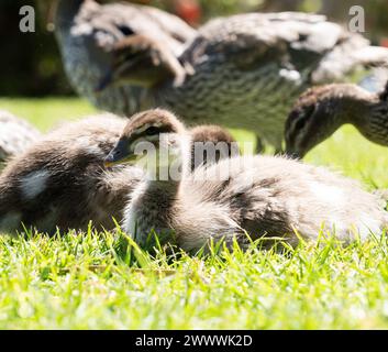 Petits oiseaux sur un champ herbeux près de l'eau et des arbres Banque D'Images