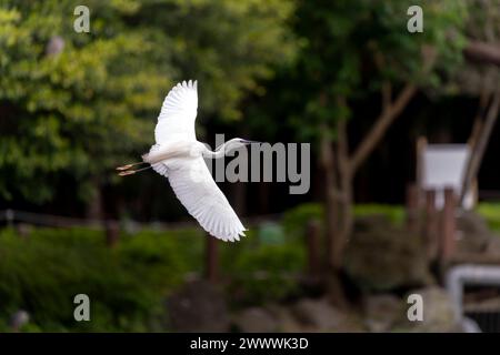 Grande aigrette en vol, ailes grandes ouvertes, parc à Taiwan Banque D'Images