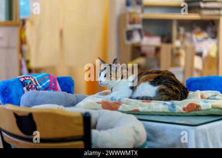 Chat assis sur une table regardant Banque D'Images