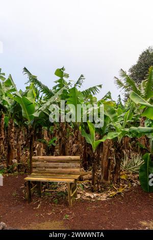 Banc en bois niché au milieu d'une bananeraie luxuriante, offrant un endroit serein pour se détendre dans l'étreinte de la nature. Banque D'Images