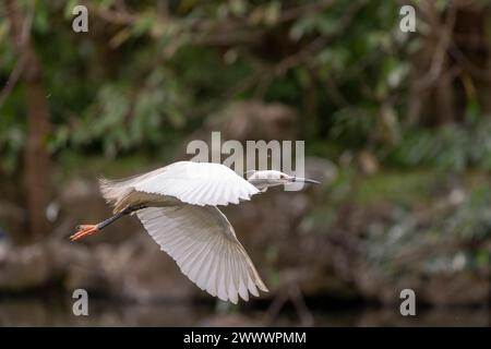 Grande aigrette en vol, ailes grandes ouvertes, parc à Taiwan Banque D'Images