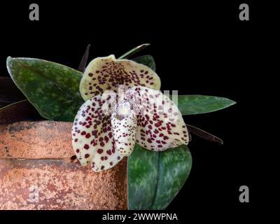 Vue rapprochée de l'espèce d'orchidée de pantoufle paphiopedilum bellatulum ou oeuf-dans-un-nid avec fleur blanche violette et crémeuse isolée sur fond noir Banque D'Images