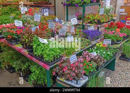 Côme, Italie - 15 juin 2019 : fleurs fraîches herbes et plantes à l'étal Indoor Farmers Market. Banque D'Images