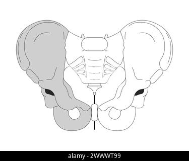Anatomie de l'os du bassin objet de dessin animé en ligne 2D noir et blanc Illustration de Vecteur