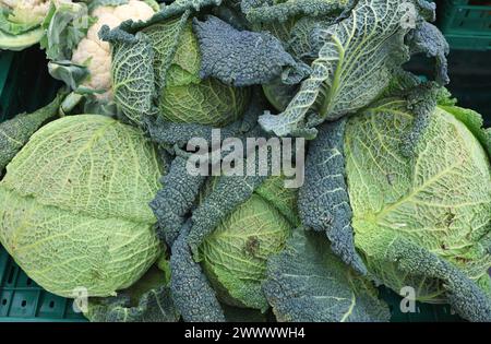 Markttag 25.03.2024, Erfurt, Wirsing / Wirsingkohl Brassica oleracea convar. capitata var. sabauda L. *** jour de marché 25 03 2024, Erfurt, chou de Savoie Brassica oleracea convar capitata var sabauda l Banque D'Images