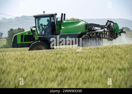 Traitement fongicide pulvérisé sur un champ de blé avec un dépoussiéreur automoteur Tecnoma, présence d'herbe à queue de foxtail et de ryegrass. Tocqueville-en-Caux (n Banque D'Images