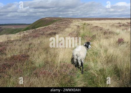 Moutons entourés de bruyère en fleurs et de hautes herbes dans les North York Moors par un beau matin d'automne sous le ciel bleu avec des nuages. Goathland, Royaume-Uni. Banque D'Images