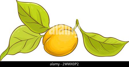 Fruit d'abricot avec feuilles illustration colorée. Illustration de Vecteur