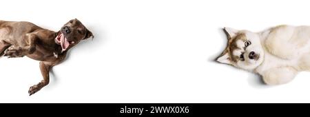 Bannière. Chien brun et Husky couchés en face l'un de l'autre, tous deux à l'air détendu sur fond blanc de studio. Copier l'espace. Banque D'Images