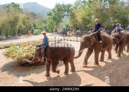CHIANG mai THAÏLANDE, 13 MARS 2024 : éléphants thaïlandais dégustant divers types de fruits et de végétations pendant le buffet marque la Journée nationale thaïlandaise des éléphants en CH Banque D'Images