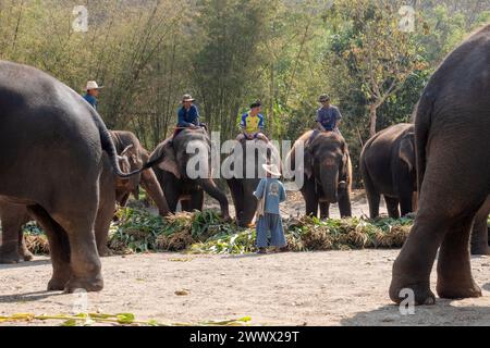 CHIANG mai THAÏLANDE, 13 MARS 2024 : éléphants thaïlandais dégustant divers types de fruits et de végétations pendant le buffet marque la Journée nationale thaïlandaise des éléphants en CH Banque D'Images