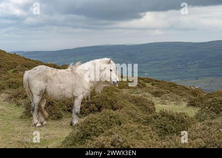 Poney Carneddau, début du printemps dans les montagnes Carneddau Banque D'Images