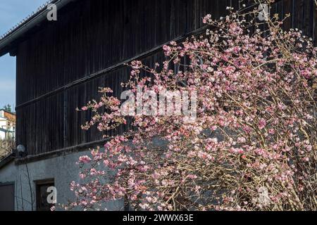 Boule de neige parfumée, Viburnum Farreri Banque D'Images